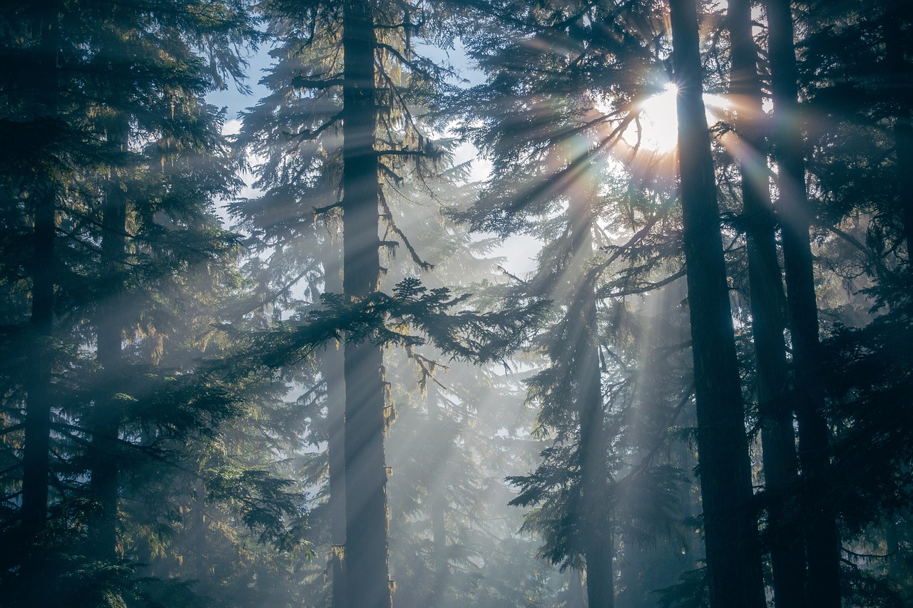 Forest banner